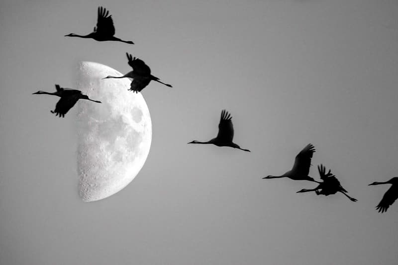 Illustration de l'événement : Comprendre la migration des oiseaux