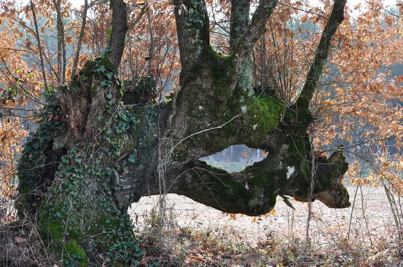 Illustration de l'événement : Au coeur de la vallée des Chézeaux
