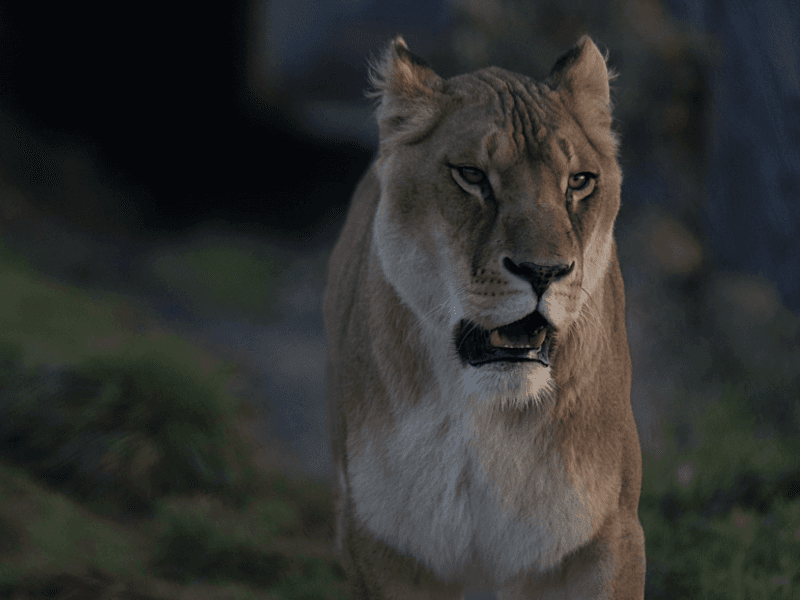 Illustration de l'événement : Nocturnes au Zoo-refuge La Tanière