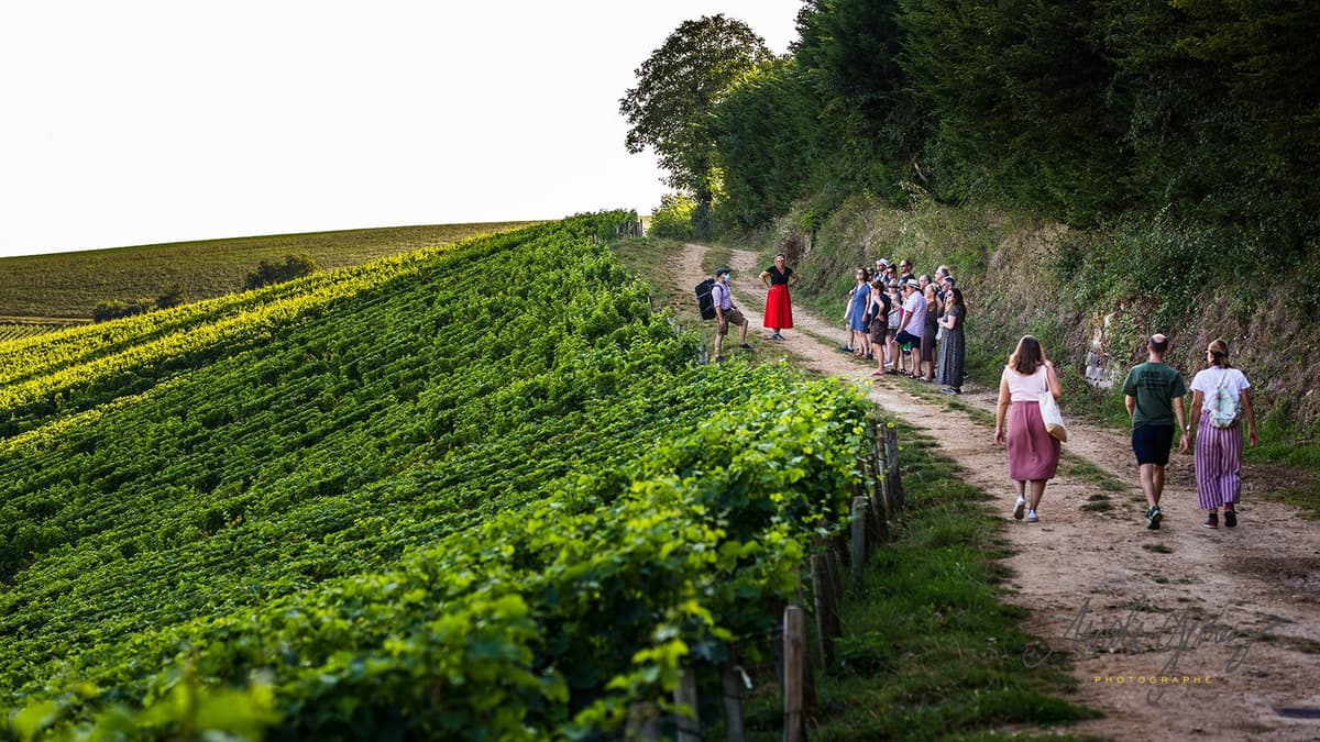 Illustration de l'événement : Balade-dégustation It's Wine Time dans les vignes