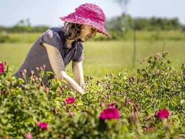 Illustration de l'événement : Rendez-vous au jardin des roses