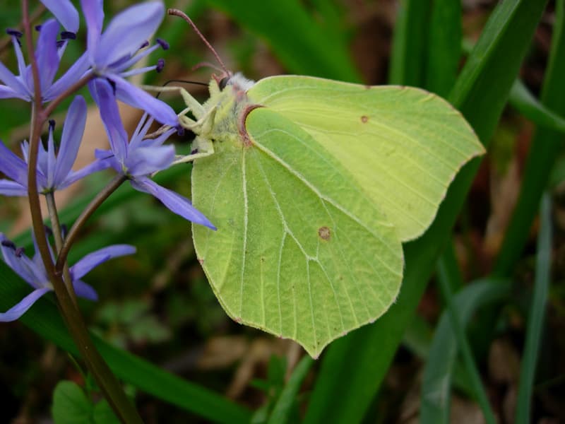 Illustration de l'événement : Minute papillon !