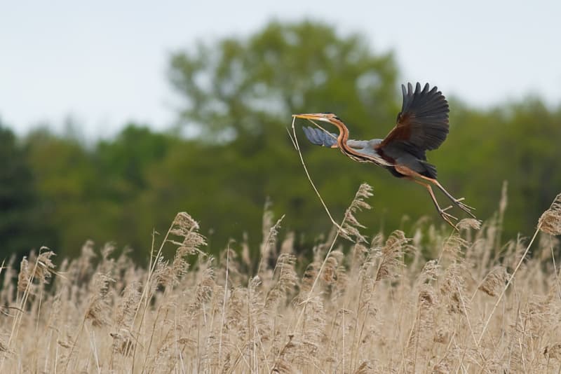 Illustration de l'événement : Les oiseaux de la réserve de Chérine