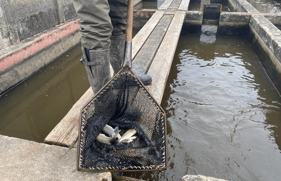 Illustration de l'événement : La Pisciculture Retaud