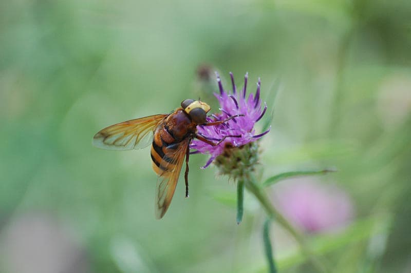 Illustration de l'événement : Sortie Nature : Découverte des pollinisateurs