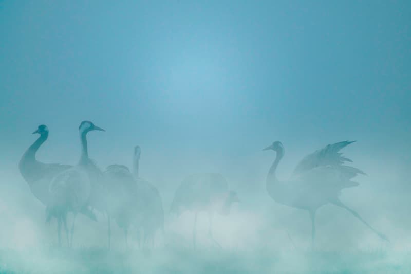 Illustration de l'événement : A la rencontre des Grues cendrées