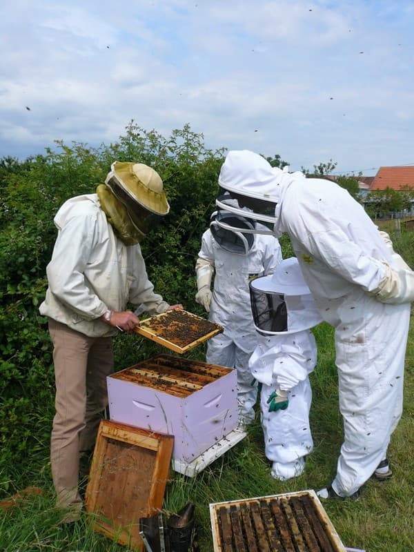 Illustration de l'événement : Safari-Découverte des abeilles