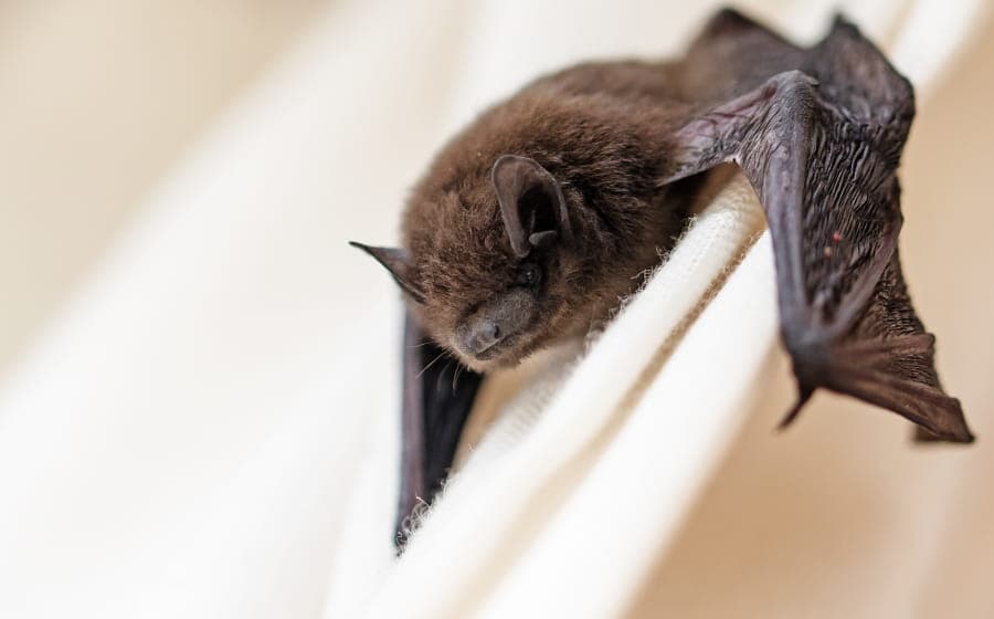 Illustration de l'événement : La nuit internationale de la chauve-souris