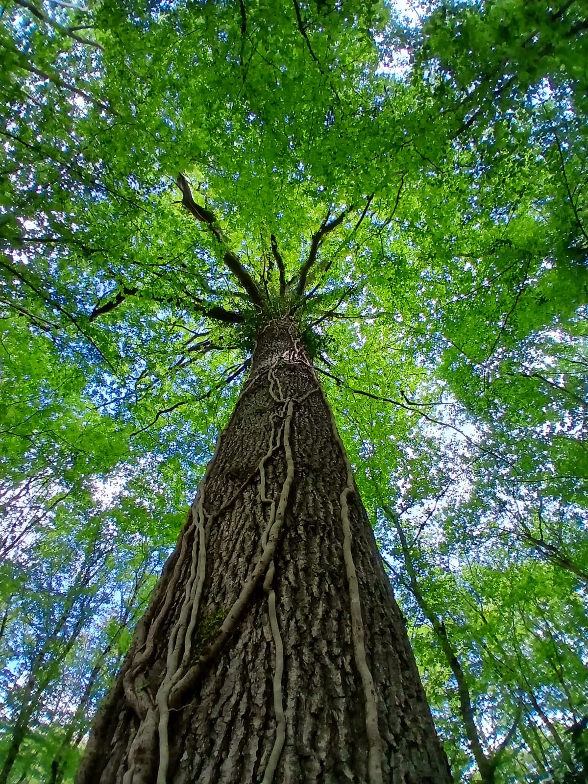 Illustration de l'événement : Atelier de sylvoénergétique : découvrez les bienfaits des arbres