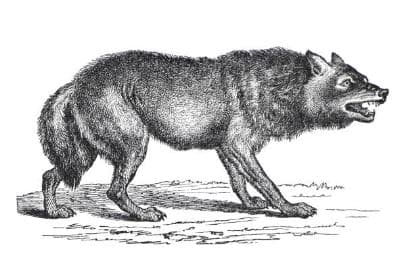 Illustration de l'événement : Visite famille "Le loup à Nouzilly et en gâtine tourangelle"