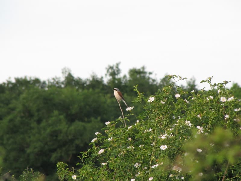 Illustration de l'événement : Oiseaux, papillons et orchidées des communaux de Rosnay
