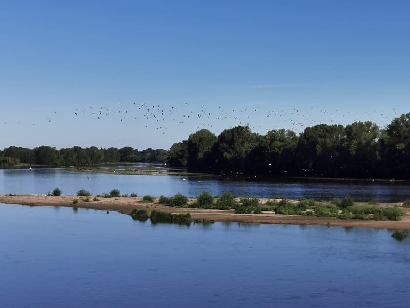Illustration de l'événement : Nocturnes sur Loire : oiseaux de Loire