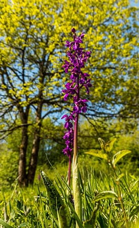 Illustration de l'événement : Les orchidées sauvages