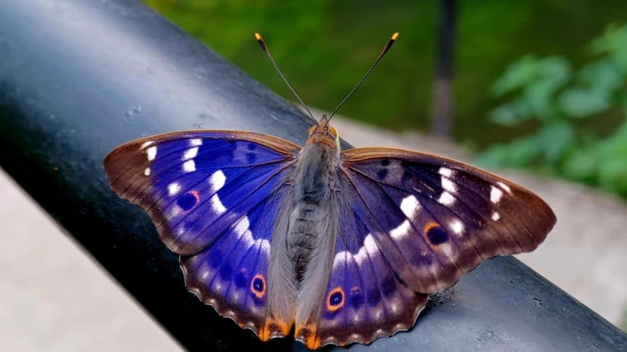 Illustration de l'événement : Chasse aux couleurs : papillons et compagnie