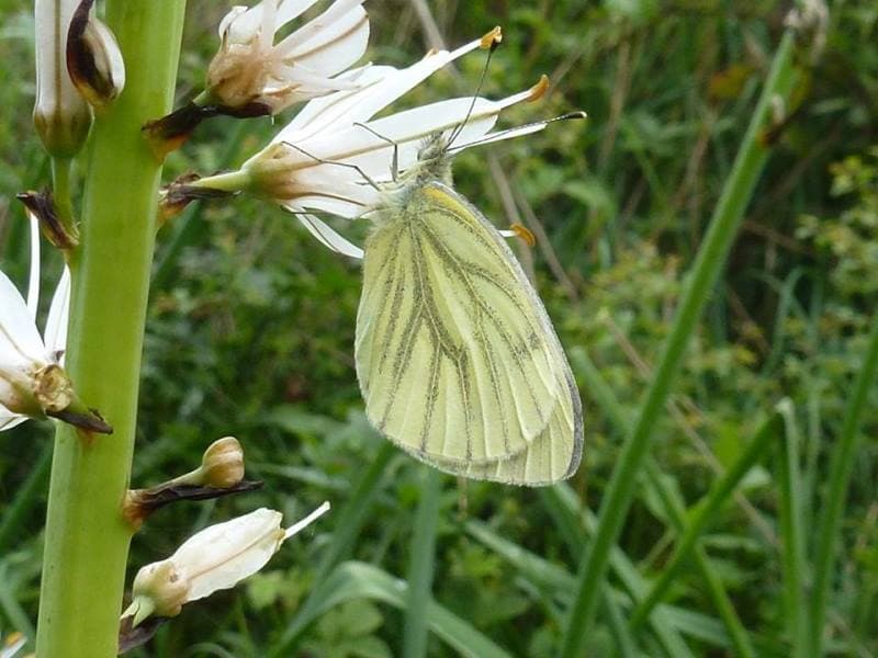 Illustration de l'événement : Papillonnez sur la Réserve