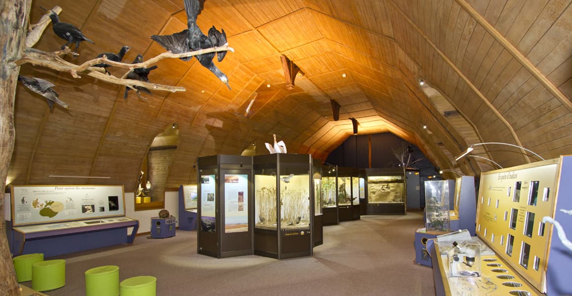 Illustration de l'événement : Exposition au muséum d'histoire naturelle de Blois