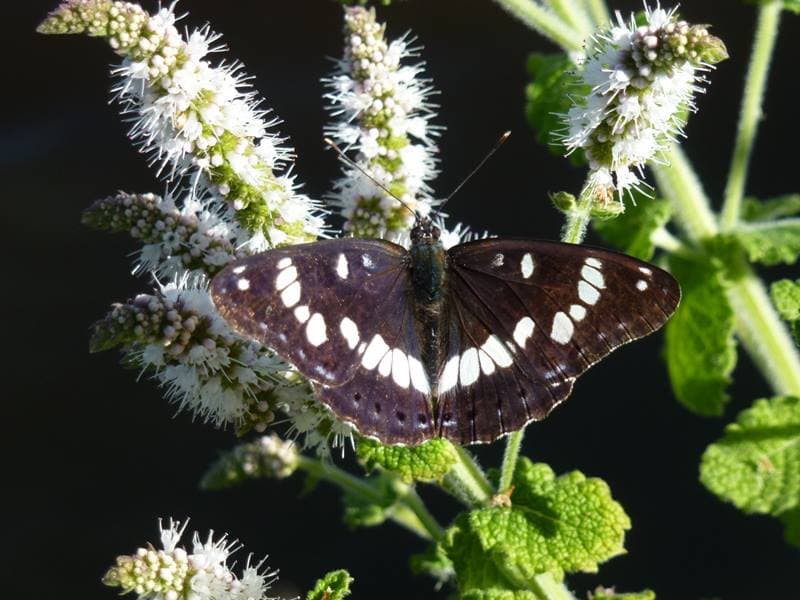 Illustration de l'événement : Papillons de Brenne (dans les pas de Maurice)