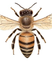 Illustration de l'événement : Dessin naturaliste