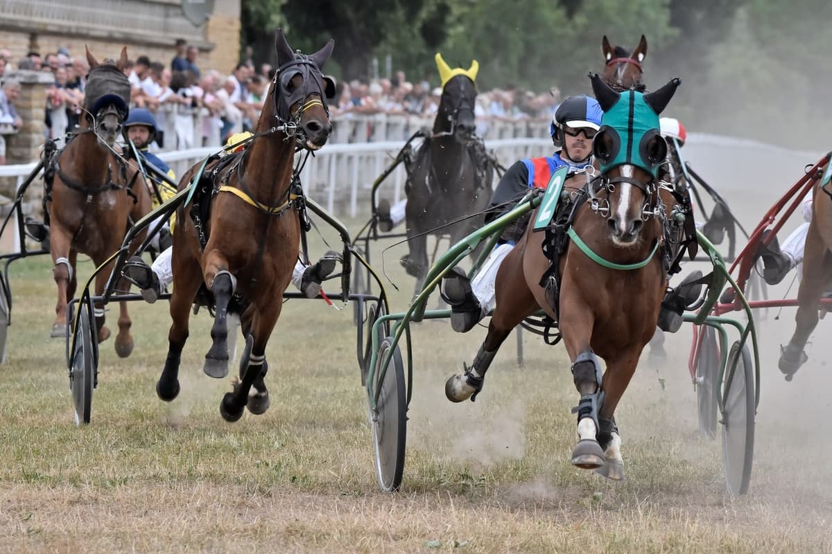 Illustration de l'événement : Courses hippiques - Trot