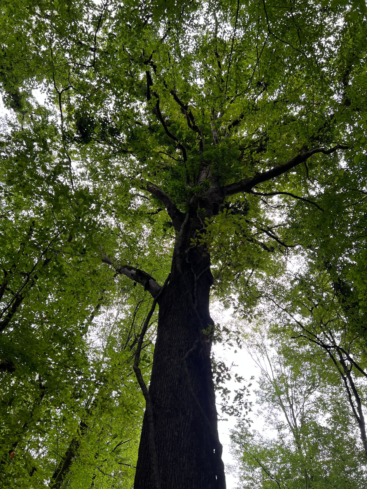 Illustration de l'événement : Sortie nature : L'arbre, ma vision d'artiste