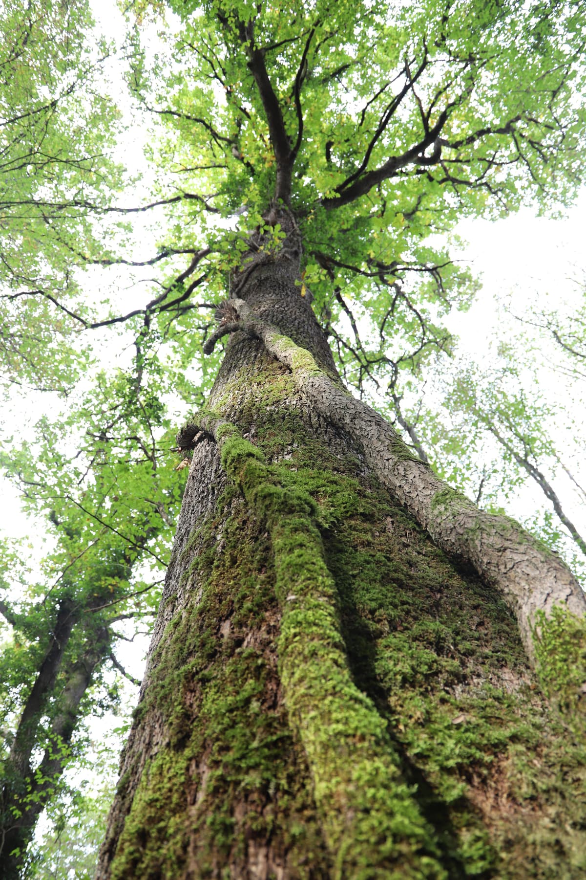 Illustration de l'événement : Sortie nature : Éloge de la biodiversité forestière