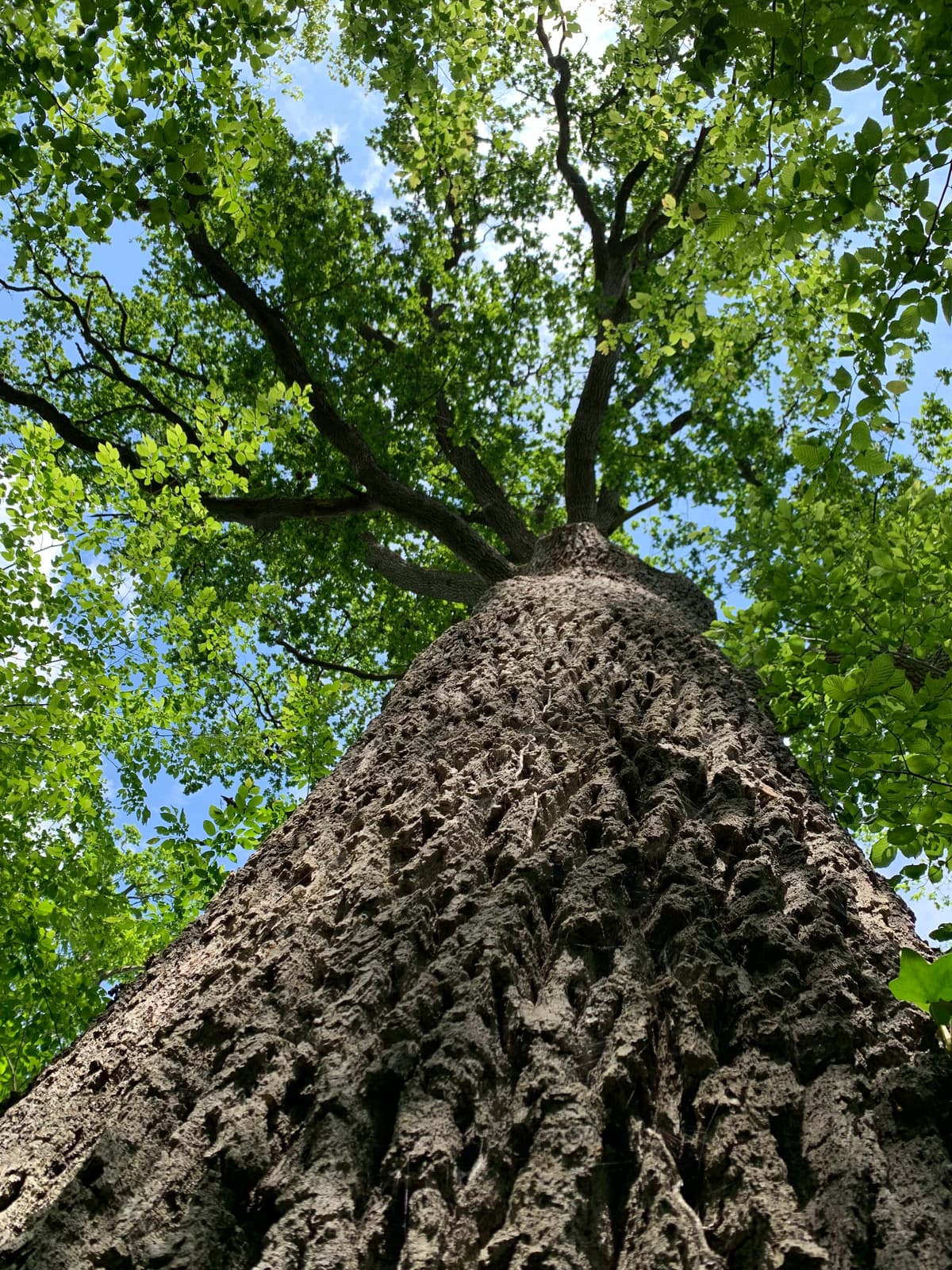 Illustration de l'événement : Sortie nature  Arbres et humains : vivants et reliés