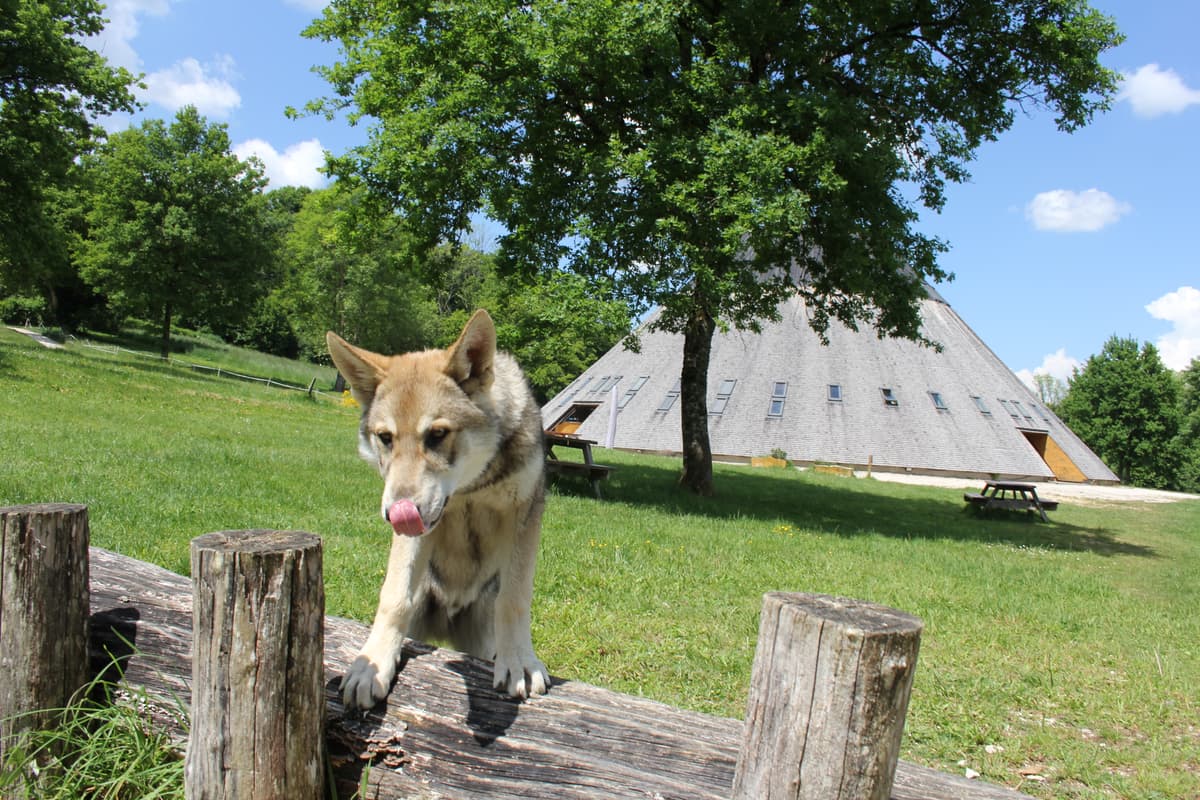 Illustration de l'événement : Animations Nature à la Pyramide du Loup cet été !