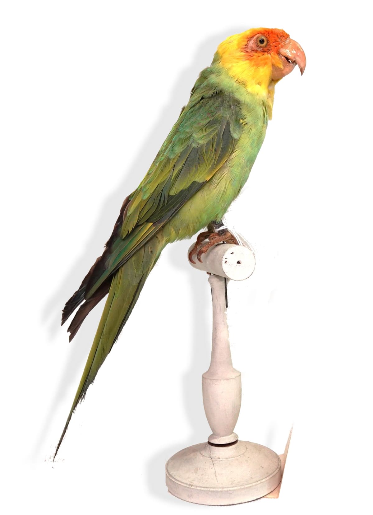 Illustration de l'événement : Visite guidée : Drôles d’oiseaux, lumière sur une collection exotique