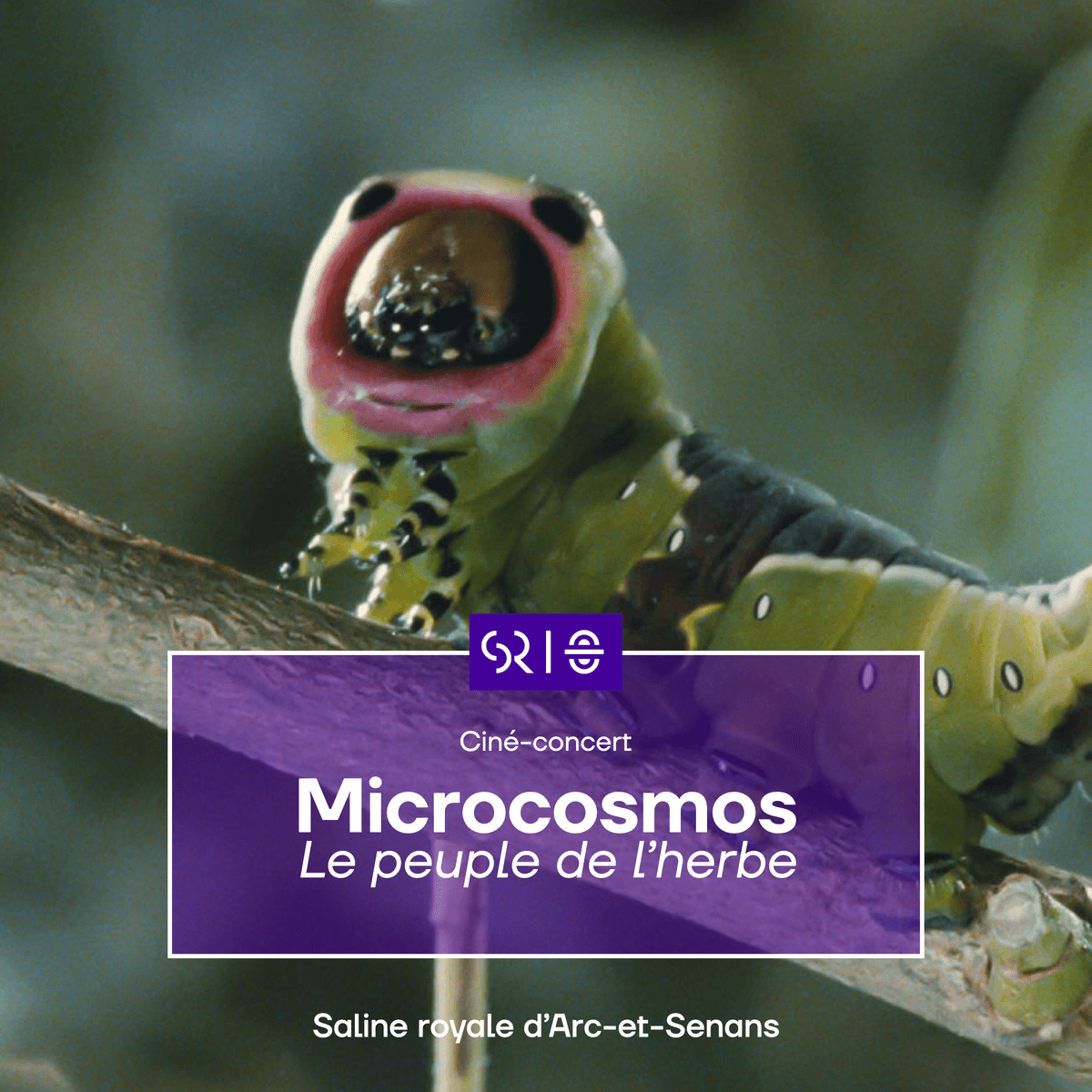 Illustration de l'événement : Ciné concert Microcosmos, le peuple de l'herbe