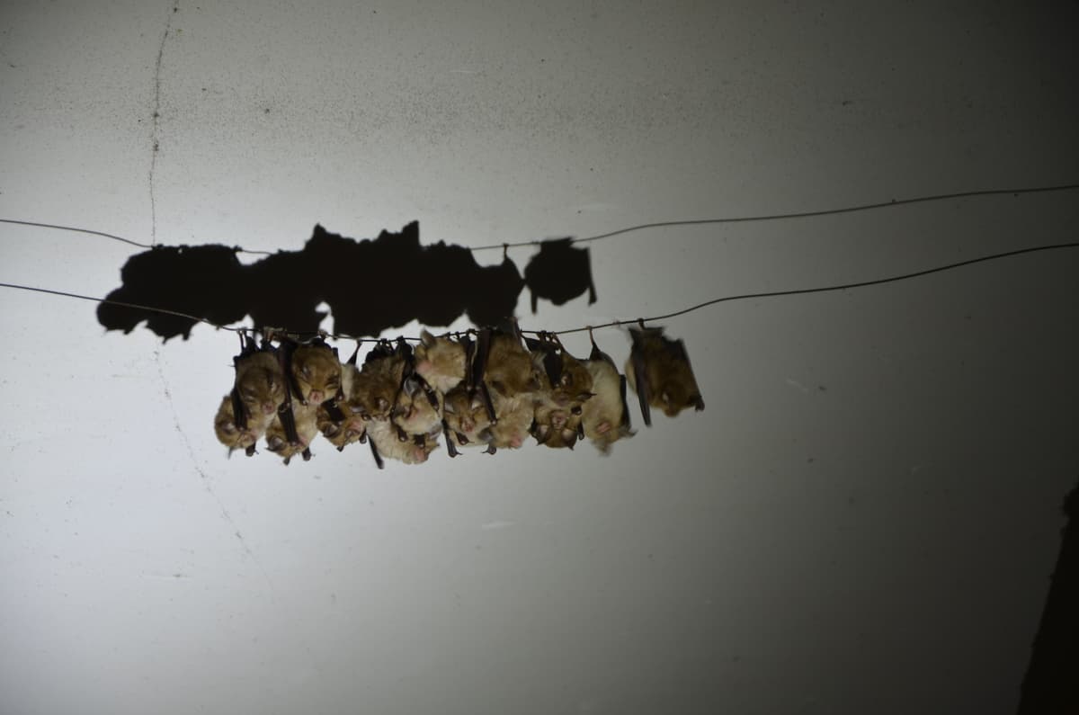 Illustration de l'événement : Nuit de la chauve-souris à Limanton, Mardi 21 juillet