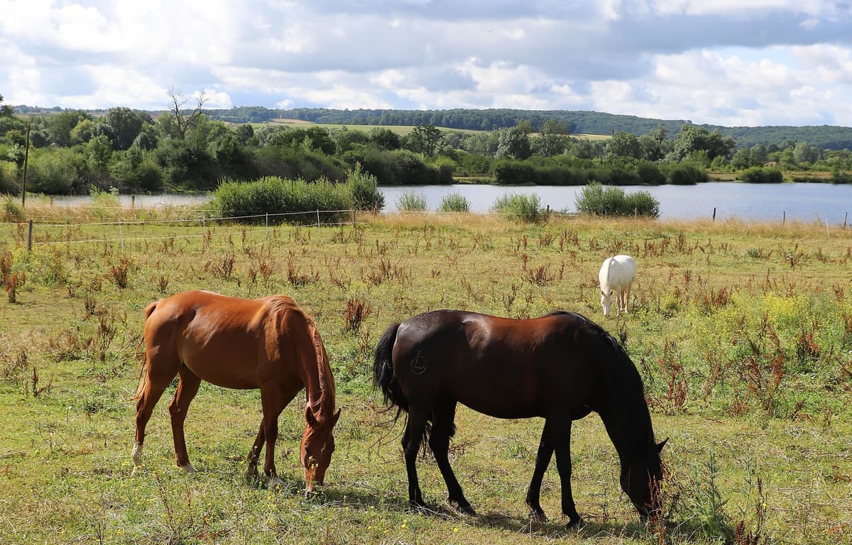 Illustration de l'événement : Naturellement visites : Visites du 9équin