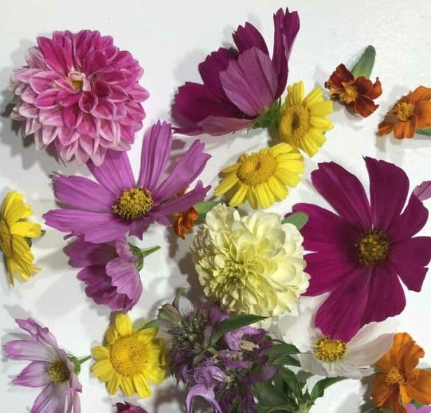 Illustration de l'événement : Atelier fleurs comestibles