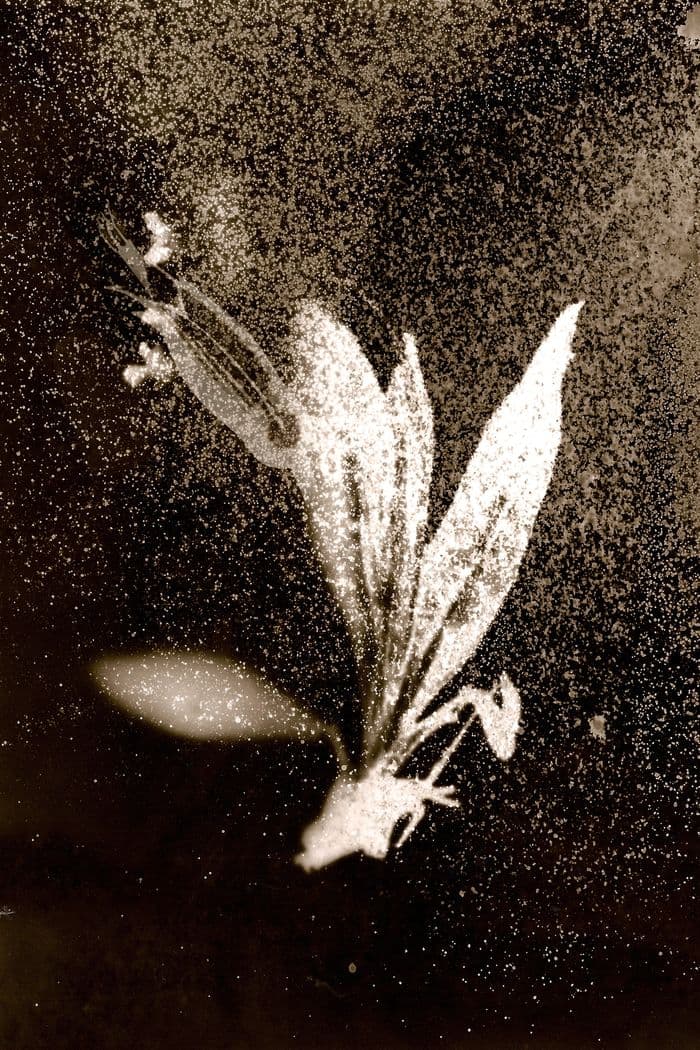 Illustration de l'événement : Exposition 3 x photographes, Catherine Larré, Anaïs Tondeur, Silvana Reggiardo - Galerie la Ferronnerie/Brigitte Négrier
