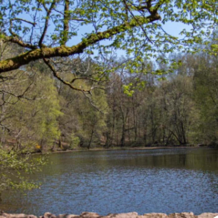 Illustration de l'événement : Sortie Brocéliande