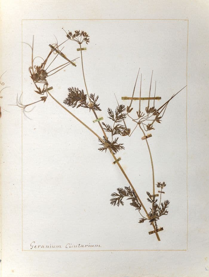 Illustration de l'événement : «Jamais la nature ne nous trompe»: philosopher au Jardin Botanique