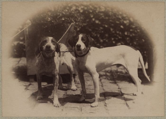 Illustration de l'événement : Adoptez une photo de compagnie !