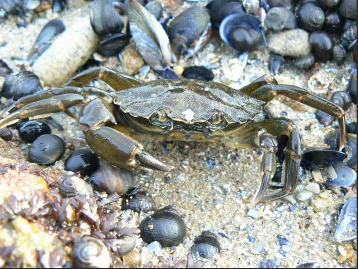 Illustration de l'événement : Découvrez la vie à marée basse