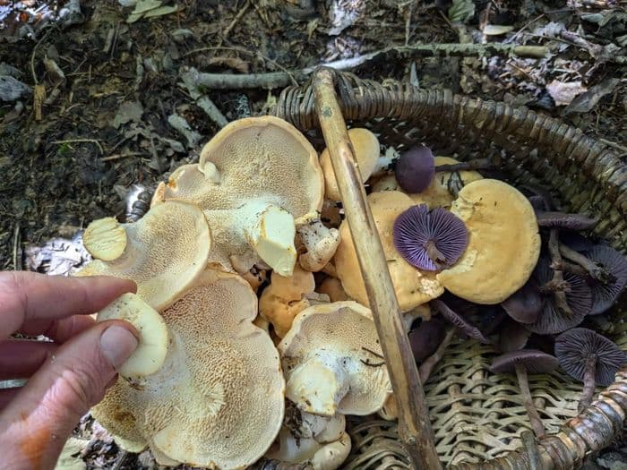 Illustration de l'événement : Découverte des champignons comestibles