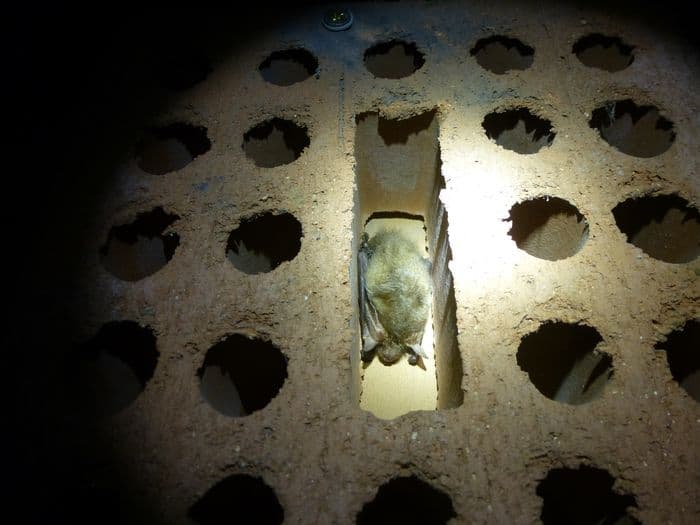 Illustration de l'événement : COMPLET - Nuit de la Chauve-souris