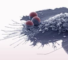 Illustration de l'événement : SoMM2026 : 9th SYMPOSIUM OF THE FRENCH NETWORK ON MONOCYTE-MACROPHAGE
