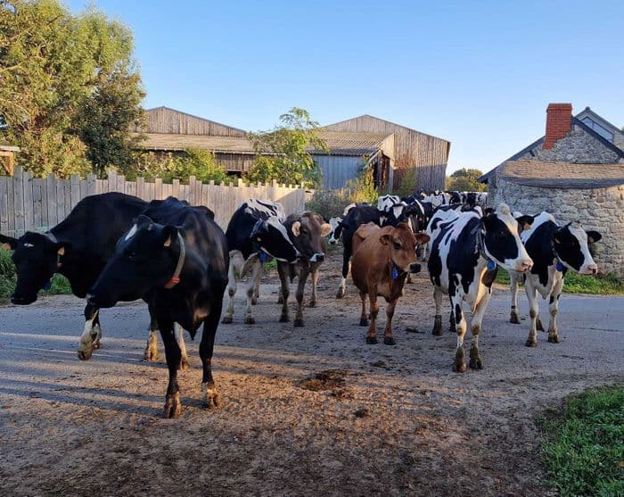 Illustration de l'événement : Visite de la ferme
