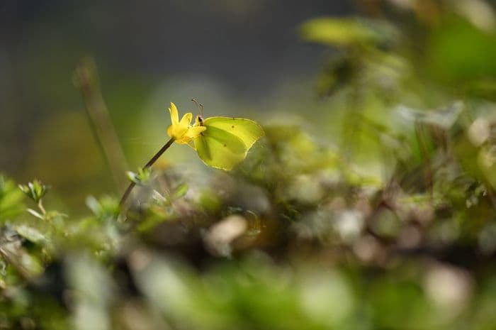 Illustration de l'événement : Balade naturaliste : papillons de lumière