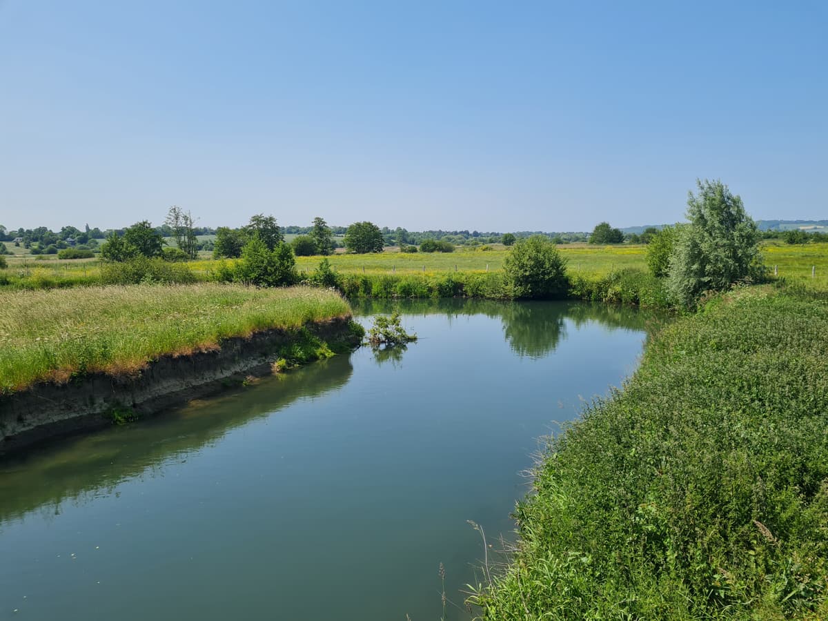 Illustration de l'événement : Papillons et autres petites bêtes du marais de la Touques