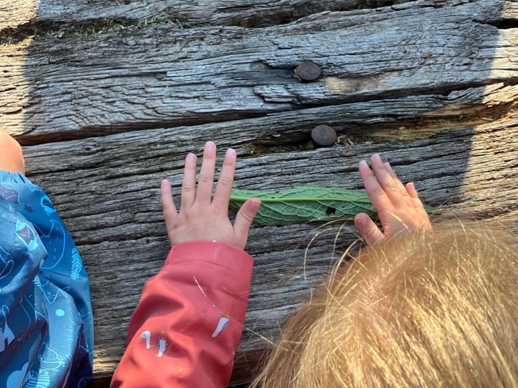 Illustration de l'événement : Eveil à la nature spécial 18 mois - 4 ans : A la recherche des petites bêtes