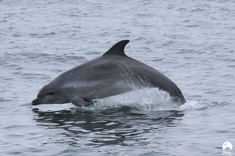 Illustration de l'événement : Expérience de Destination : J’observe la faune marine dans les archipels de Chausey et des Minquiers