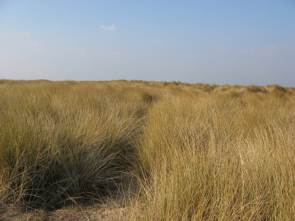 Illustration de l'événement : Sortie nature : Les dunes, en soirée