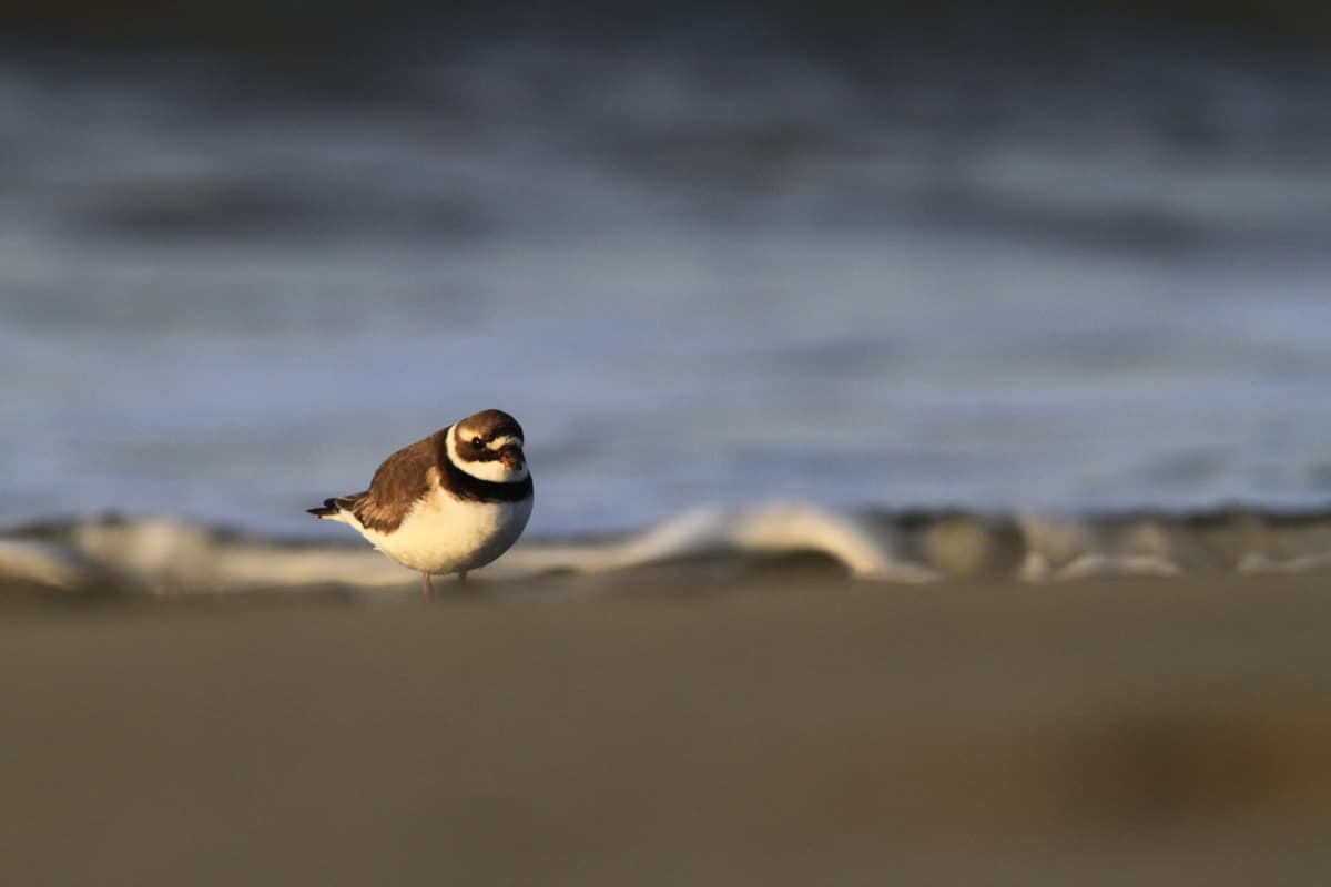 Illustration de l'événement : Les oiseaux du littoral