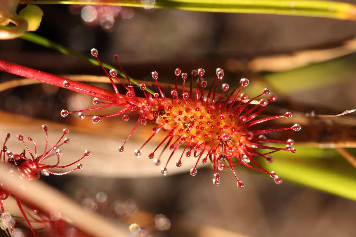 Illustration de l'événement : Dans le monde des plantes carnivores