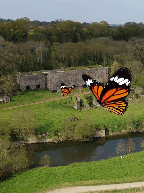 Illustration de l'événement : Papillon et Cie