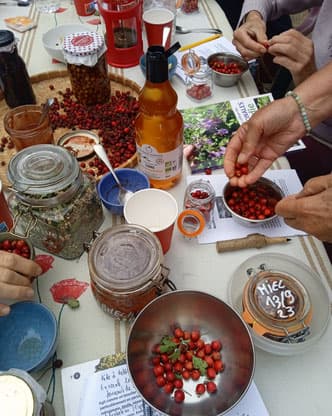 Illustration de l'événement : Ateliers-cueillettes de plantes sauvages